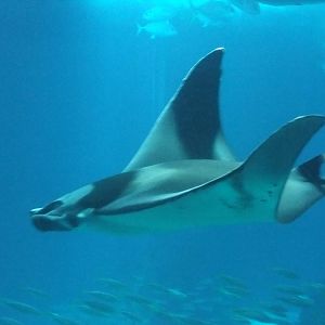 Devil Ray at Lisbon Oceanarium, 25/05/11