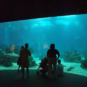 Open Ocean Viewing at Lisbon Oceanarium, 25/05/11