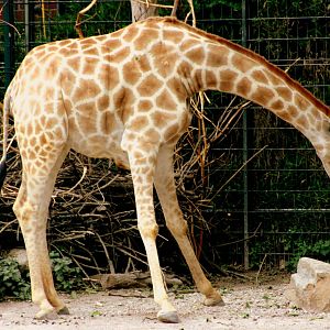 Angolan giraffe; Dortmund; 26th May 2011