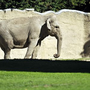 Elephant Mala at Hamburg