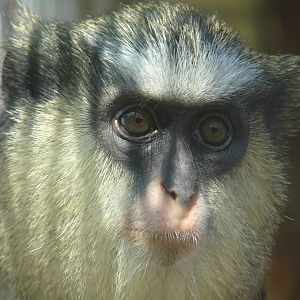 Mona monkey (Cercopithecus mona mona)