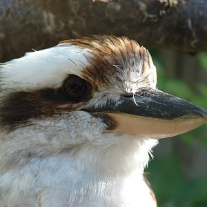 Laughing kookaburra (Dacelo novaeguineae)