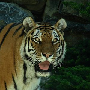 Amur tiger (Panthera tigris altaica)