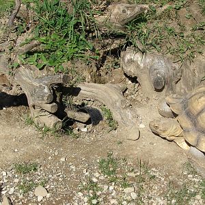 Yellow mongoose (Cynictis penicillata) and african spuured tortoise (Geoche