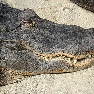 American alligator (Alligator missisipiensis)