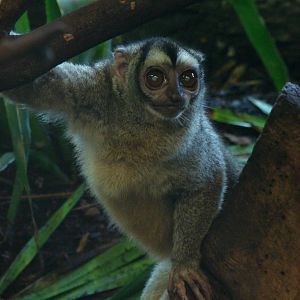 Three striped night monkey (Aotus trivirgatus)