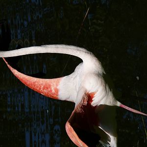Greater Flamingo (Phoenicopterus roseus)