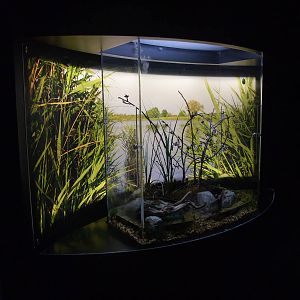 Amphibian Tanks at Lisbon Oceanarium, 25/05/11