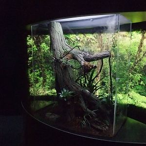 Amphibian Tanks at Lisbon Oceanarium, 25/05/11