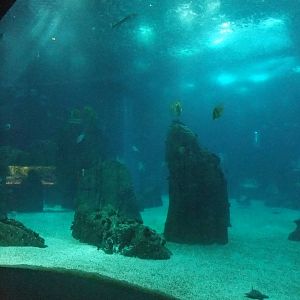 Open Ocean Tank at Lisbon Oceanarium, 25/05/11