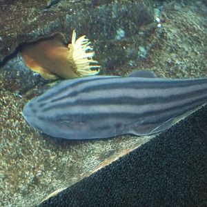 Striped Catshark at Lisbon Oceanarium, 25/05/11