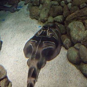 Southern Fiddler Ray at Lisbon Oceanarium, 25/05/11