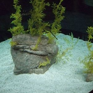 Sea Dragon Tank at Lisbon Oceanarium, 25/05/11
