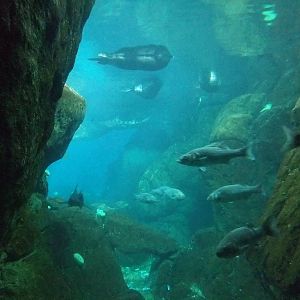 Pacific Tank at Lisbon Oceanarium, 25/05/11