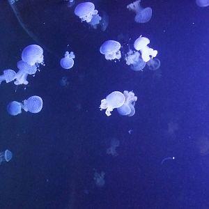 White-spotted Jellyfish at Lisbon Oceanarium, 25/05/11