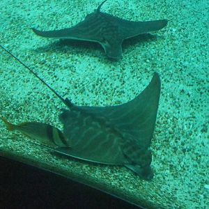 Bull Ray at Lisbon Oceanarium, 25/05/11