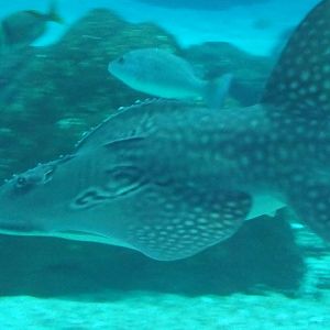 Bowmouth Guitarfish at Lisbon Oceanarium, 25/05/11