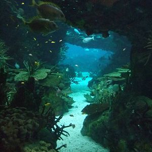 Reef Tank at Lisbon Oceanarium, 25/05/11