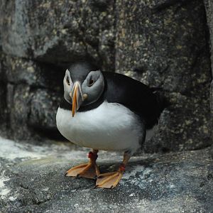 Atlantic Puffin at Lisbon Oceanarium, 25/05/11