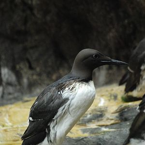 Common Guillemot at Lisbon Oceanarium, 25/05/11