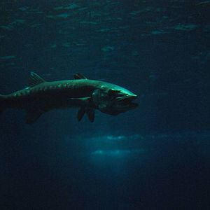 Great Barracuda at Lisbon Oceanarium, 25/05/11