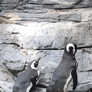 Magellanic Penguins at Lisbon Oceanarium, 25/05/11