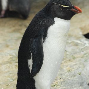 Western Rockhopper Penguin at Lisbon Oceanarium, 25/05/11