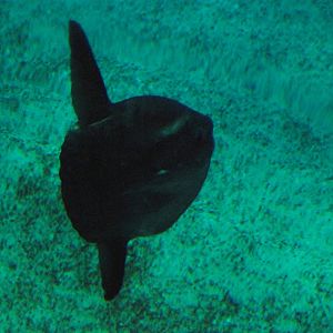 Ocean Sunfish at Lisbon Oceanarium, 25/05/11