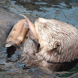 Northern Sea Otter at Lisbon Oceanarium, 25/05/11