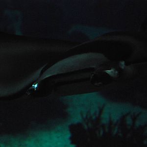 Devil Ray at Lisbon Oceanarium, 25/05/11