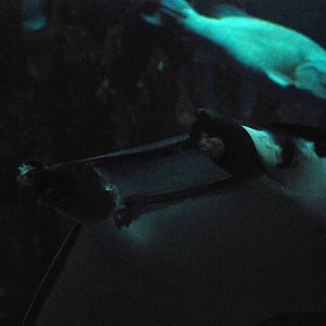 Devil Ray at Lisbon Oceanarium, 25/05/11