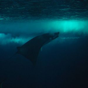 Devil Ray at Lisbon Oceanarium, 25/05/11