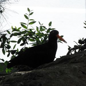 Black Oystercatcher at Lisbon Oceanarium, 25/05/11