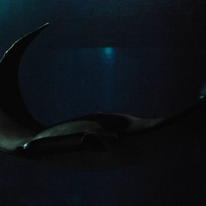 Devil Ray at Lisbon Oceanarium, 25/05/11