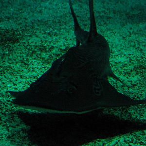 Bowmouth Guitarfish at Lisbon Oceanarium, 25/05/11