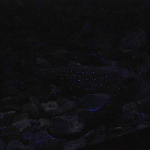 Spotted Chimaera (aka Ratfish/Rabbitfish) at Lisbon Oceanarium, 25/05/11