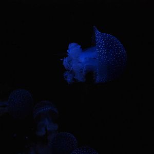 White-spotted Jellyfish at Lisbon Oceanarium, 25/05/11