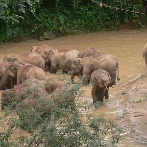 Asian elephants