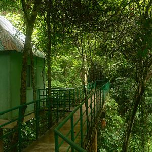 Wild Elephant Valley tree-top lodge and canopy walkway