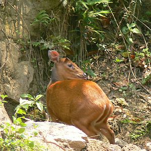 red muntjac