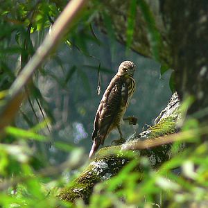 crested goshawk