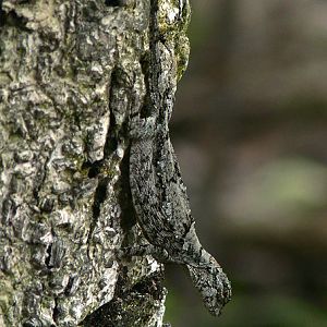 Spotted flying lizard