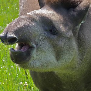 Brazilian Tapir