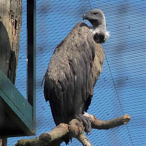 White-backed Vulture