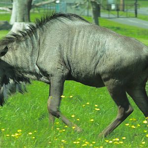Blue Wildebeest