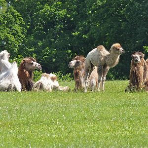 Bactrian Camel Herd