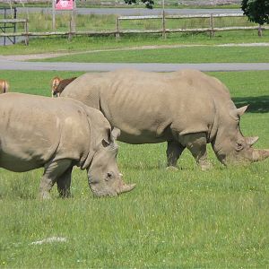 White Rhinos