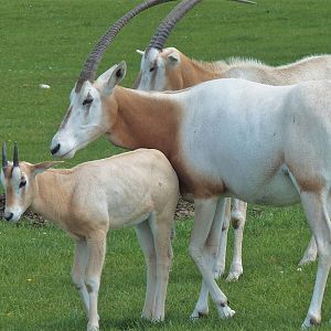 Scimitar-horned Oryx and Calf