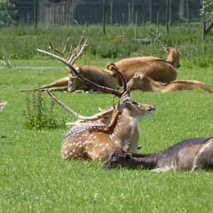 Pere Davids and Axis(?) Deer