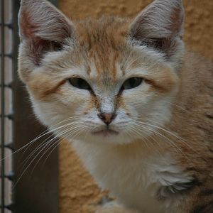 Arabian sand cat